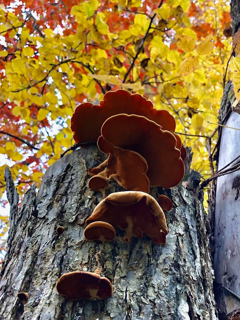 mushrooms tree